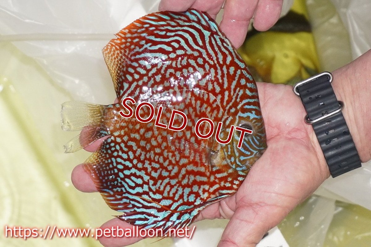 画像5: 【ディスカス】【通販】クリムゾンレッドギャラクシー スーパーハイフォーム（Show grade）【個体販売】16-17cm（生体）マレーシア　NAディスカスファーム (5)