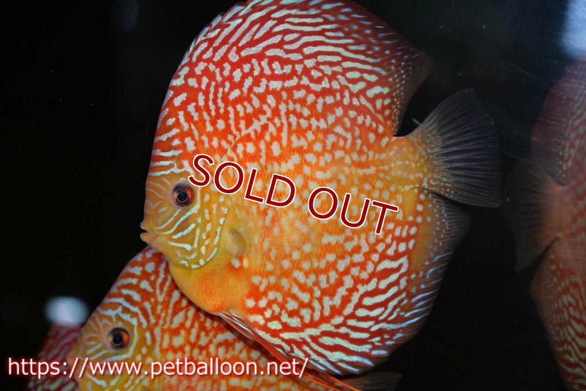 画像2: 【ディスカス】【通販】クリムゾンレッドギャラクシー スーパーハイフォーム（Show grade）【個体販売】16-17cm（生体）マレーシア　NAディスカスファーム (2)