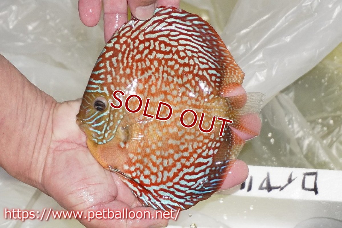 画像3: 【ディスカス】【通販】クリムゾンレッドギャラクシー スーパーハイフォーム（Show grade）【個体販売】16-17cm（生体）マレーシア　NAディスカスファーム (3)