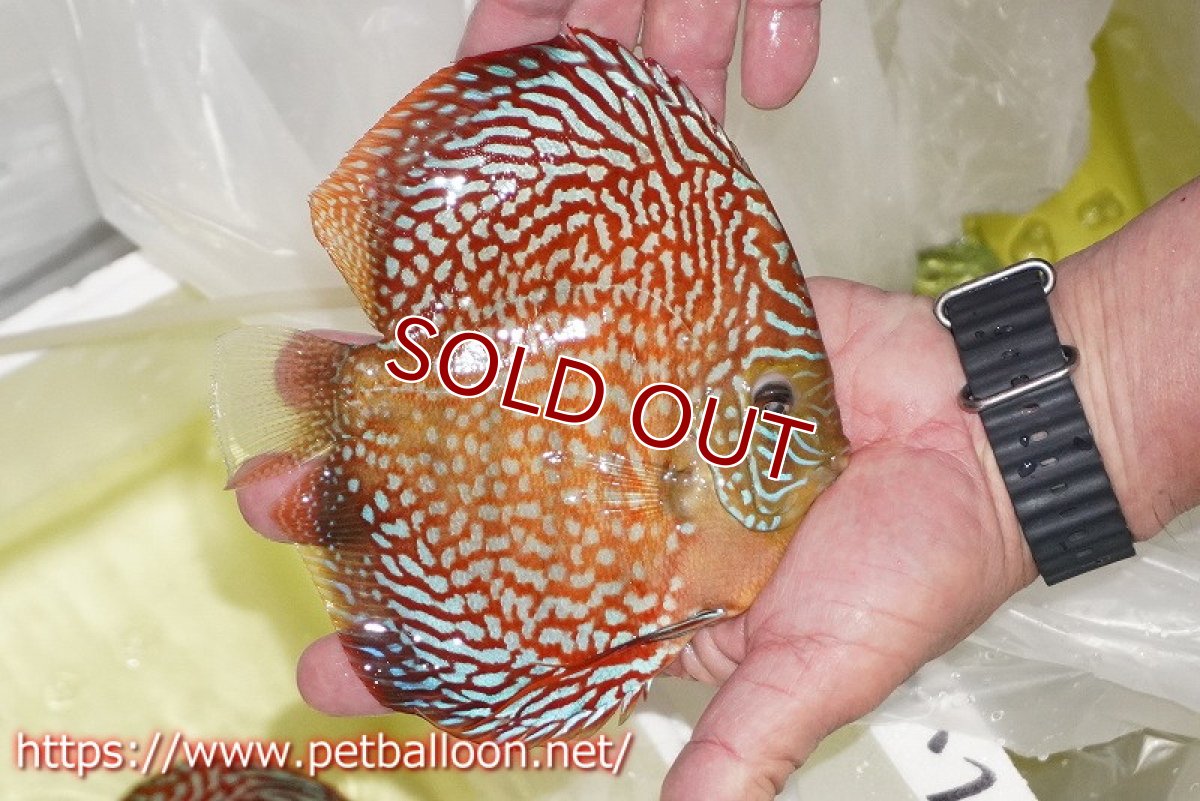 画像4: 【ディスカス】【通販】クリムゾンレッドギャラクシー スーパーハイフォーム（Show grade）【個体販売】16-17cm（生体）マレーシア　NAディスカスファーム (4)