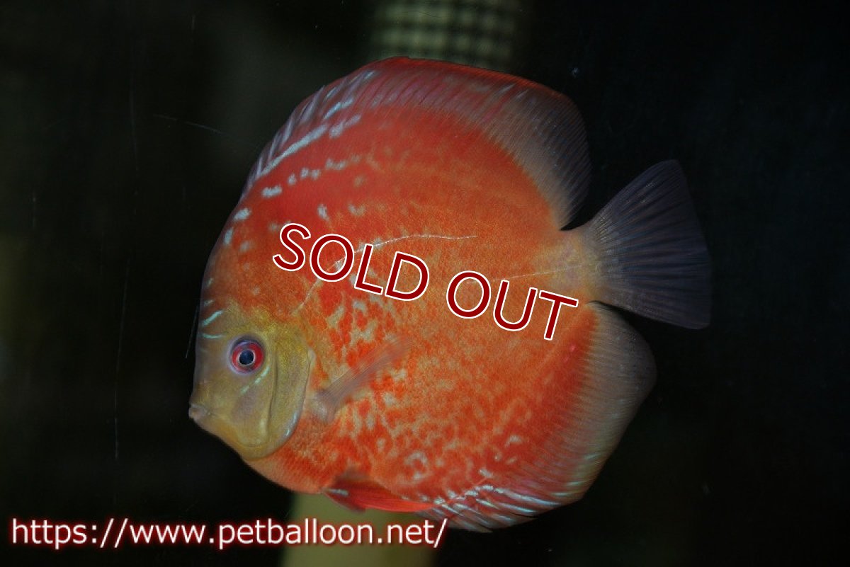 画像2: 【ディスカス】【通販】ラーゴパラコニブラッドレッドF2 セレクト個体【個体販売】15-16cm（生体）マレーシア　NAディスカスファーム (2)