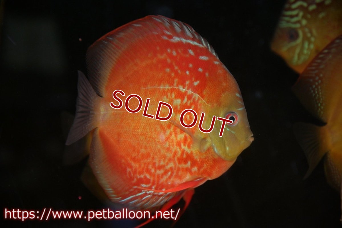 画像3: 【ディスカス】【通販】ラーゴパラコニブラッドレッドF2 セレクト個体【個体販売】15-16cm（生体）マレーシア　NAディスカスファーム (3)