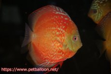 画像3: 【ディスカス】【通販】ラーゴパラコニブラッドレッドF2 セレクト個体【個体販売】15-16cm（生体）マレーシア　NAディスカスファーム (3)