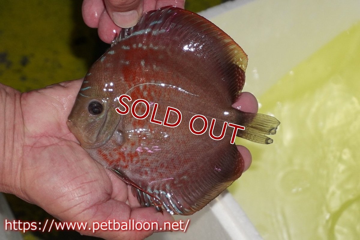 画像4: 【ディスカス】【通販】ラーゴパラコニブラッドレッドF2 セレクト個体【個体販売】15-16cm（生体）マレーシア　NAディスカスファーム (4)