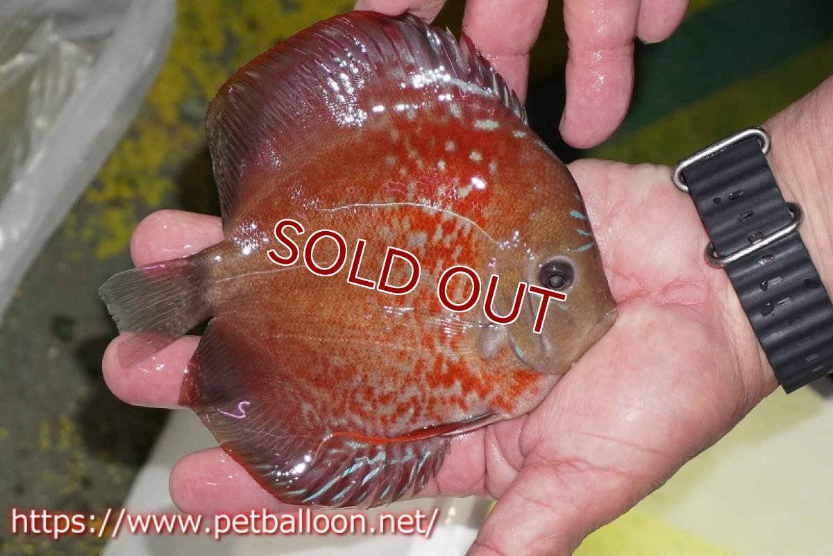 画像5: 【ディスカス】【通販】ラーゴパラコニブラッドレッドF2 セレクト個体【個体販売】15-16cm（生体）マレーシア　NAディスカスファーム (5)
