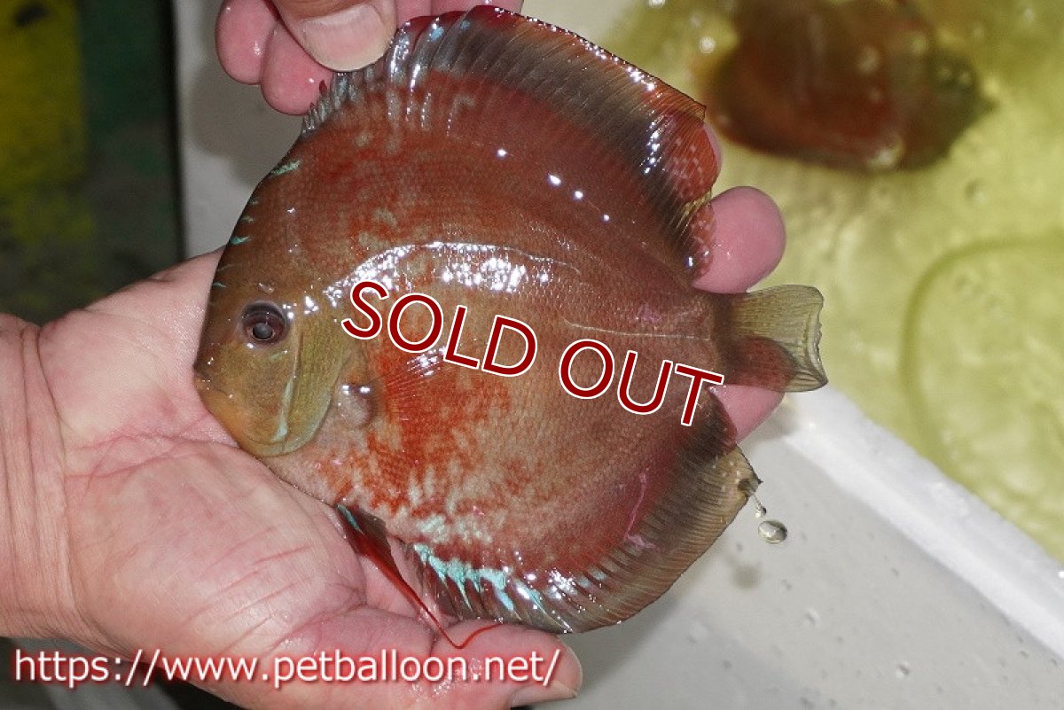 画像2: 【ディスカス】【通販】ラーゴパラコニブラッドレッドF2 セレクト個体【個体販売】15-16cm（生体）マレーシア　NAディスカスファーム (2)