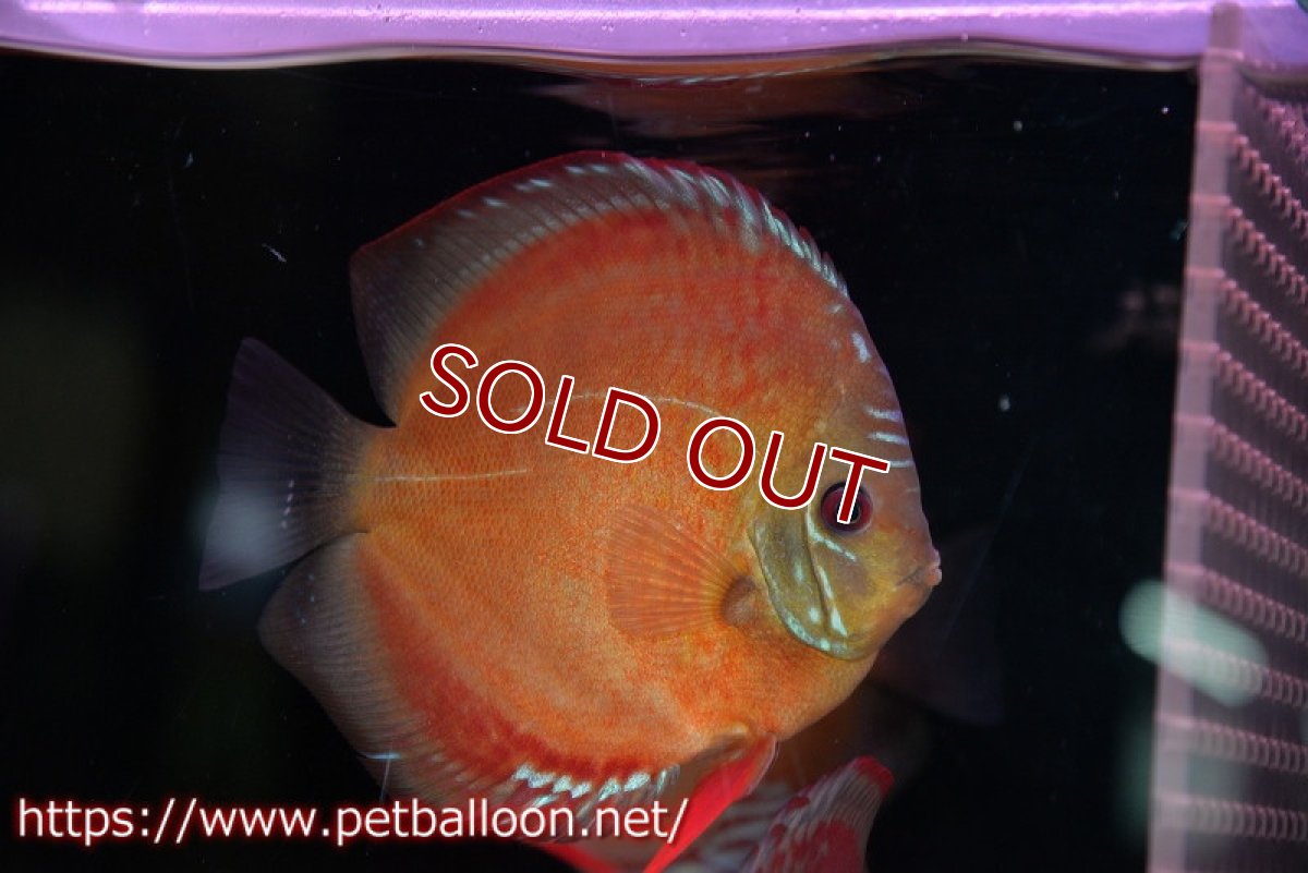 画像2: 【ディスカス】【通販】ラーゴパラコニブラッドレッドF2 セレクト個体【個体販売】15-16cm（生体）マレーシア　NAディスカスファーム (2)