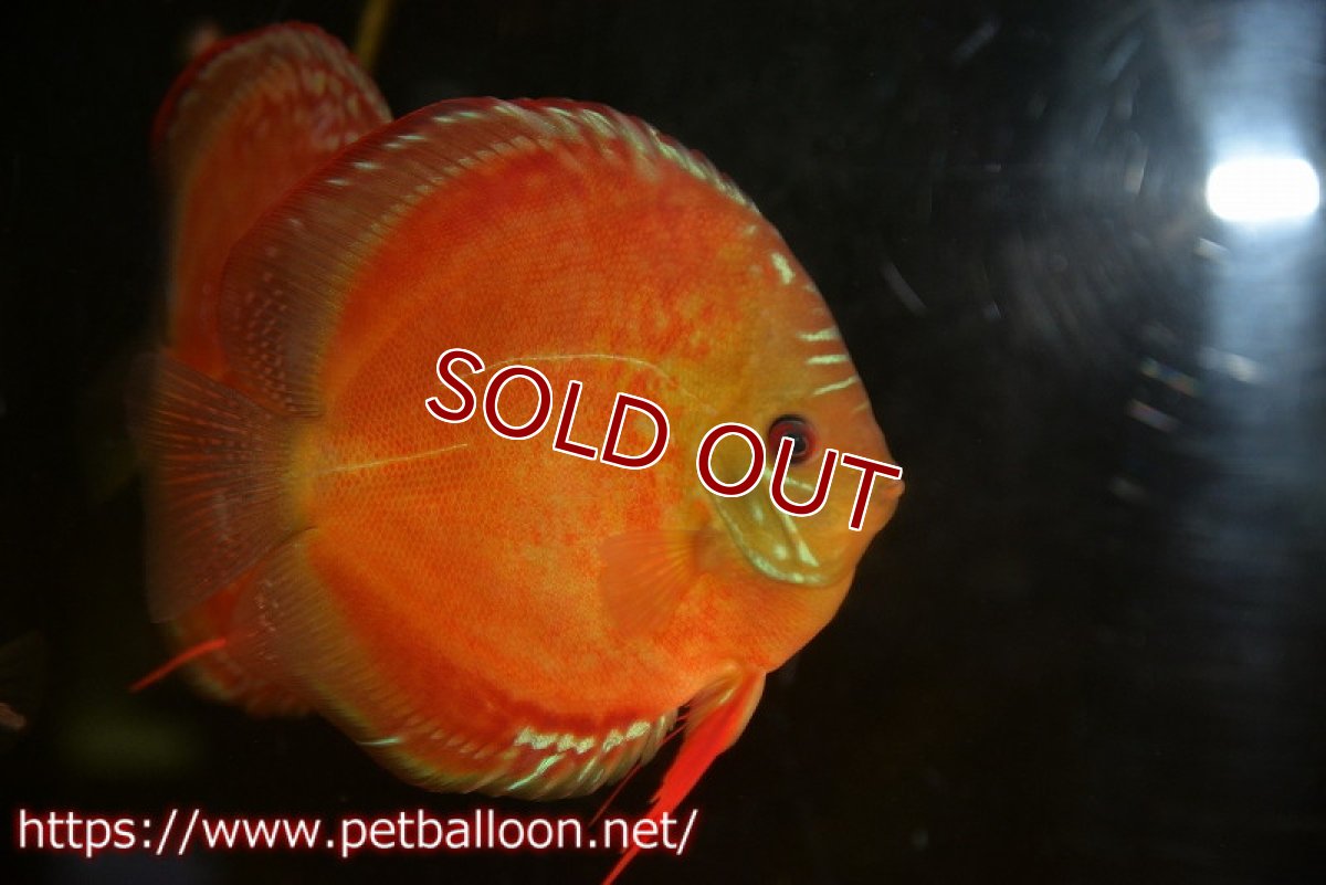 画像3: 【ディスカス】【通販】ラーゴパラコニブラッドレッドF2 セレクト個体【個体販売】15-16cm（生体）マレーシア　NAディスカスファーム (3)