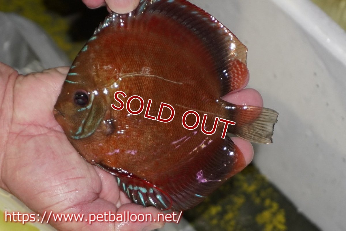 画像4: 【ディスカス】【通販】ラーゴパラコニブラッドレッドF2 セレクト個体【個体販売】15-16cm（生体）マレーシア　NAディスカスファーム (4)