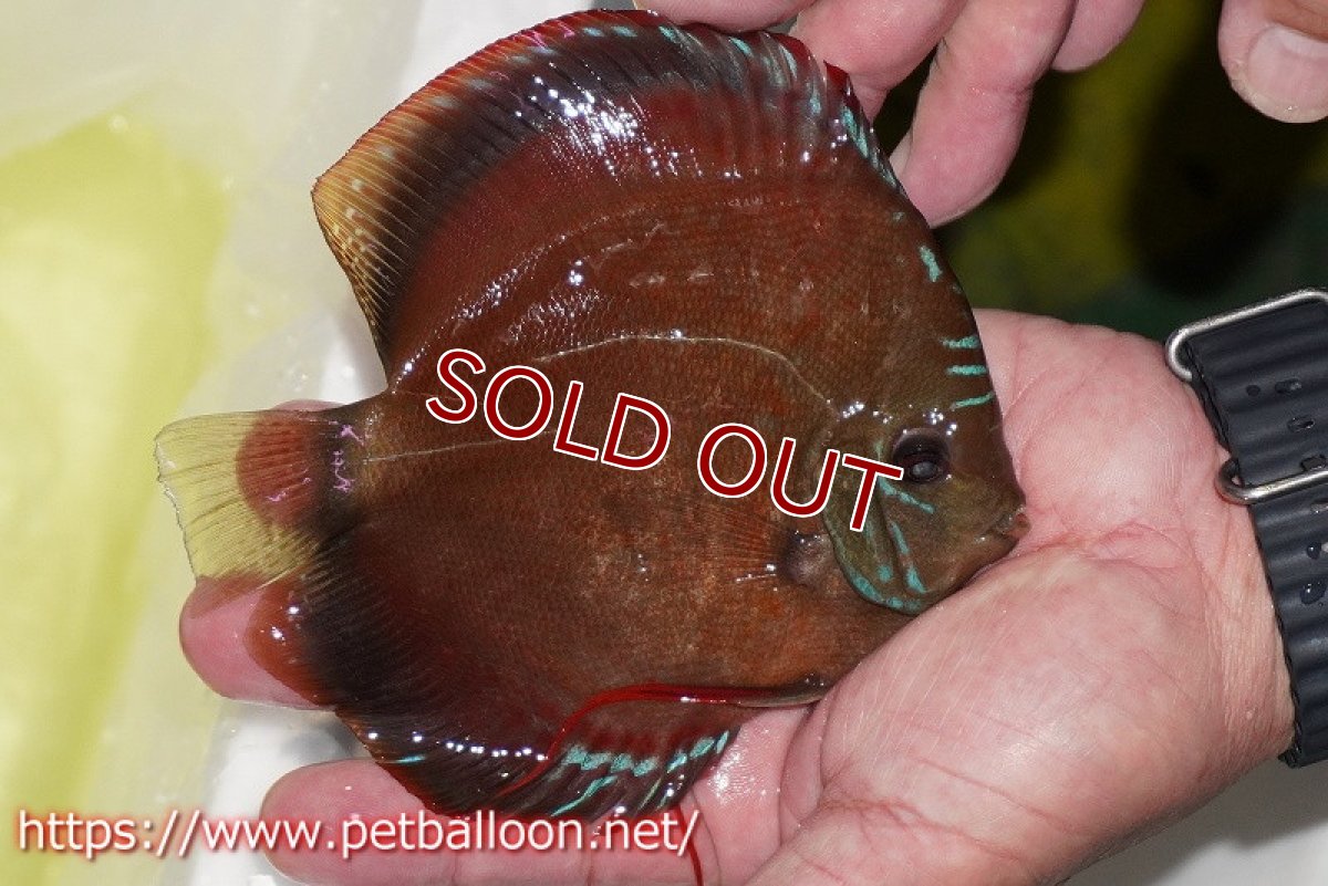 画像5: 【ディスカス】【通販】ラーゴパラコニブラッドレッドF2 セレクト個体【個体販売】15-16cm（生体）マレーシア　NAディスカスファーム (5)