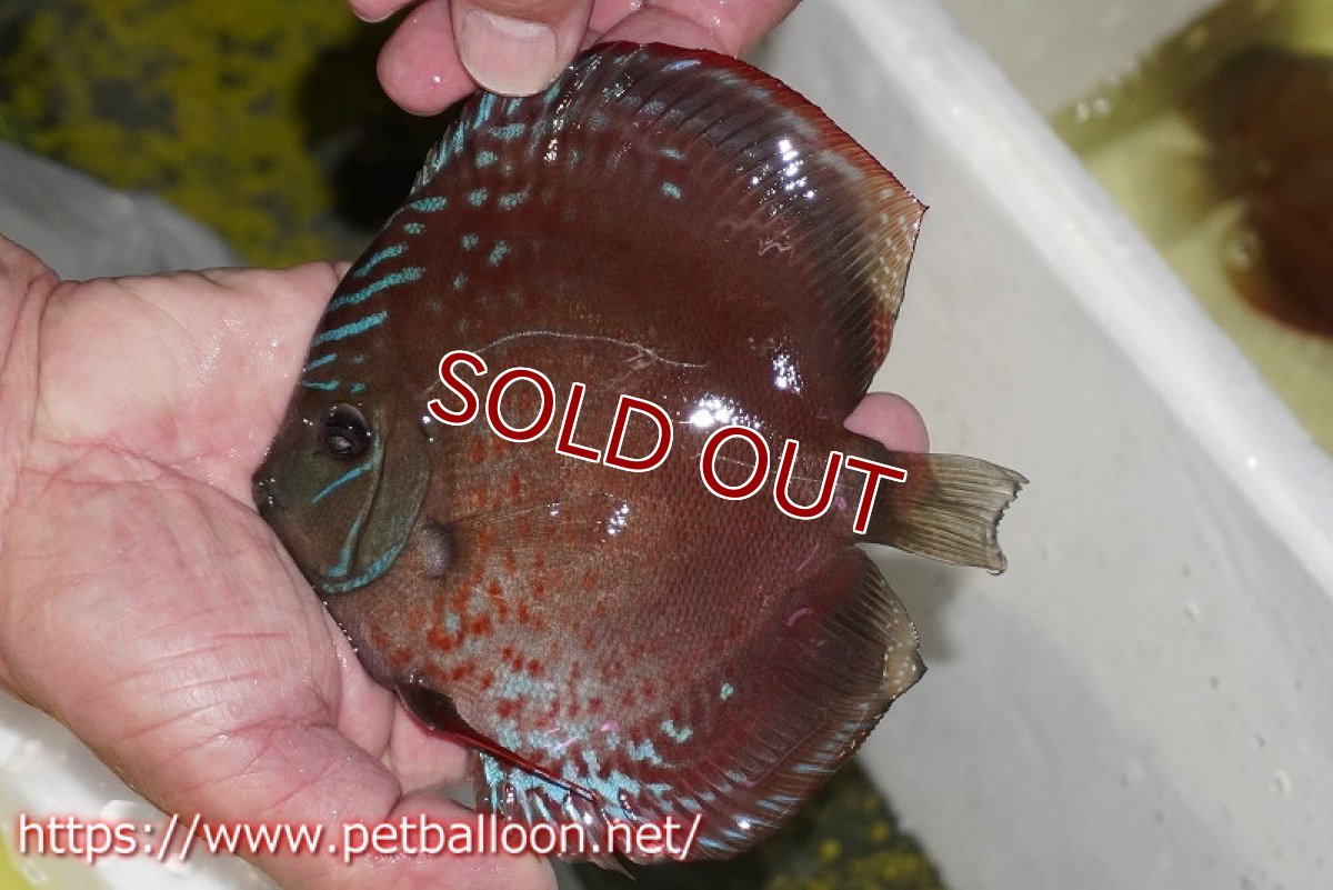 画像2: 【ディスカス】【通販】ラーゴパラコニブラッドレッドF2【個体販売】15-16cm（生体）マレーシア　NAディスカスファーム (2)