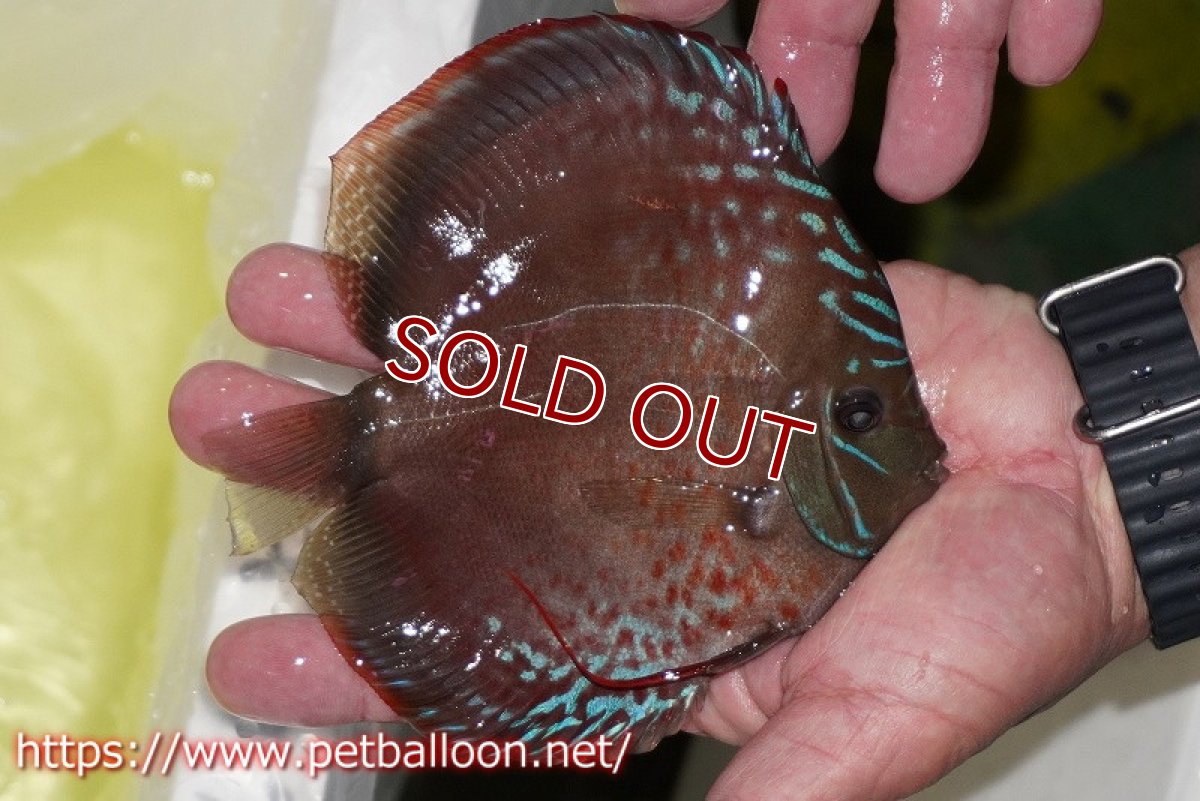 画像3: 【ディスカス】【通販】ラーゴパラコニブラッドレッドF2【個体販売】15-16cm（生体）マレーシア　NAディスカスファーム (3)