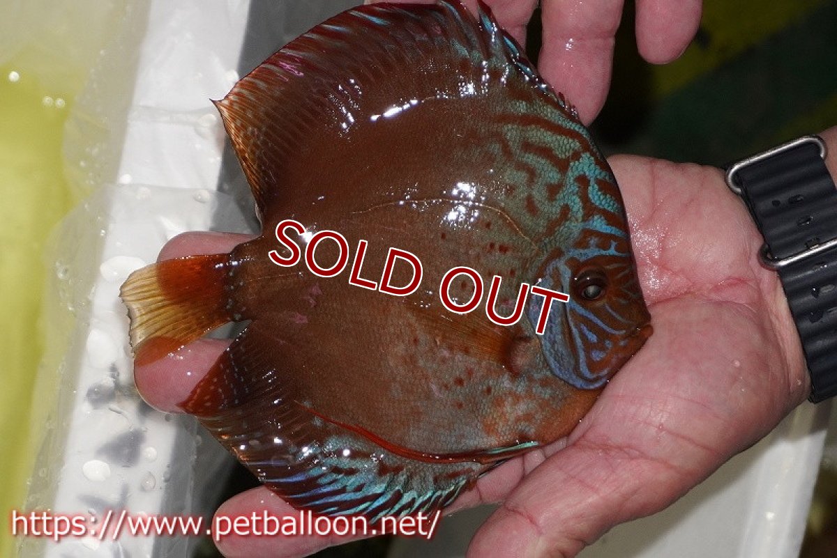 画像3: 【ディスカス】【通販】ラーゴパラコニブラッドレッドF2【個体販売】15-16cm（生体）マレーシア　NAディスカスファーム (3)