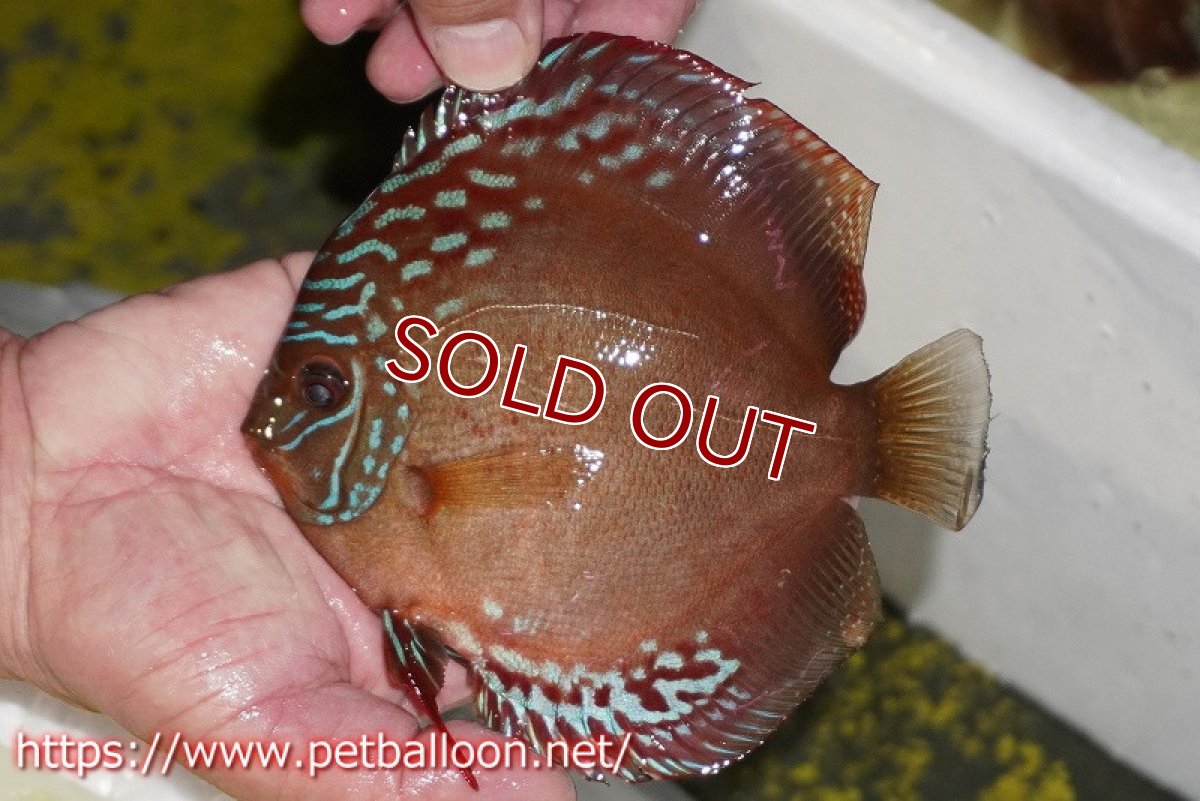 画像2: 【ディスカス】【通販】ラーゴパラコニブラッドレッドF2【個体販売】15-16cm（生体）マレーシア　NAディスカスファーム (2)