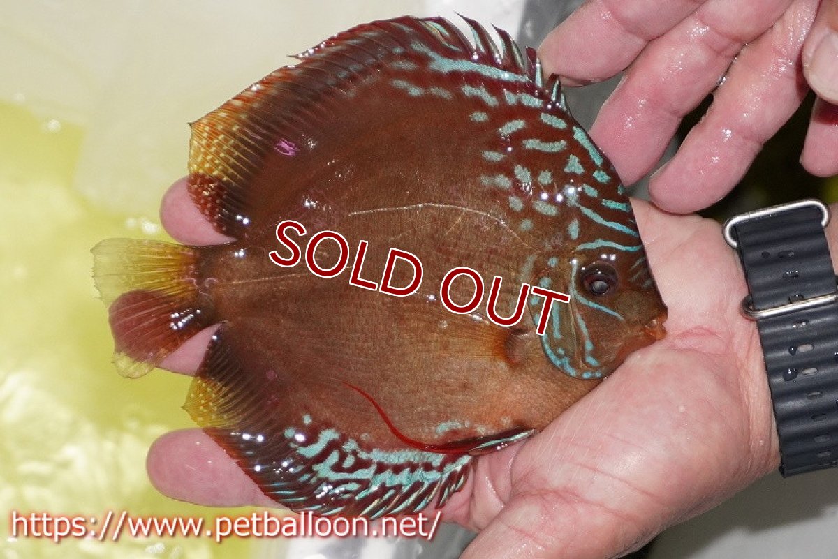 画像3: 【ディスカス】【通販】ラーゴパラコニブラッドレッドF2【個体販売】15-16cm（生体）マレーシア　NAディスカスファーム (3)