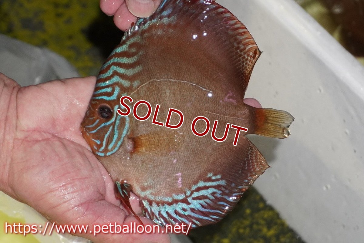 画像2: 【ディスカス】【通販】ラーゴパラコニブラッドレッドF2【個体販売】15-16cm（生体）マレーシア　NAディスカスファーム (2)