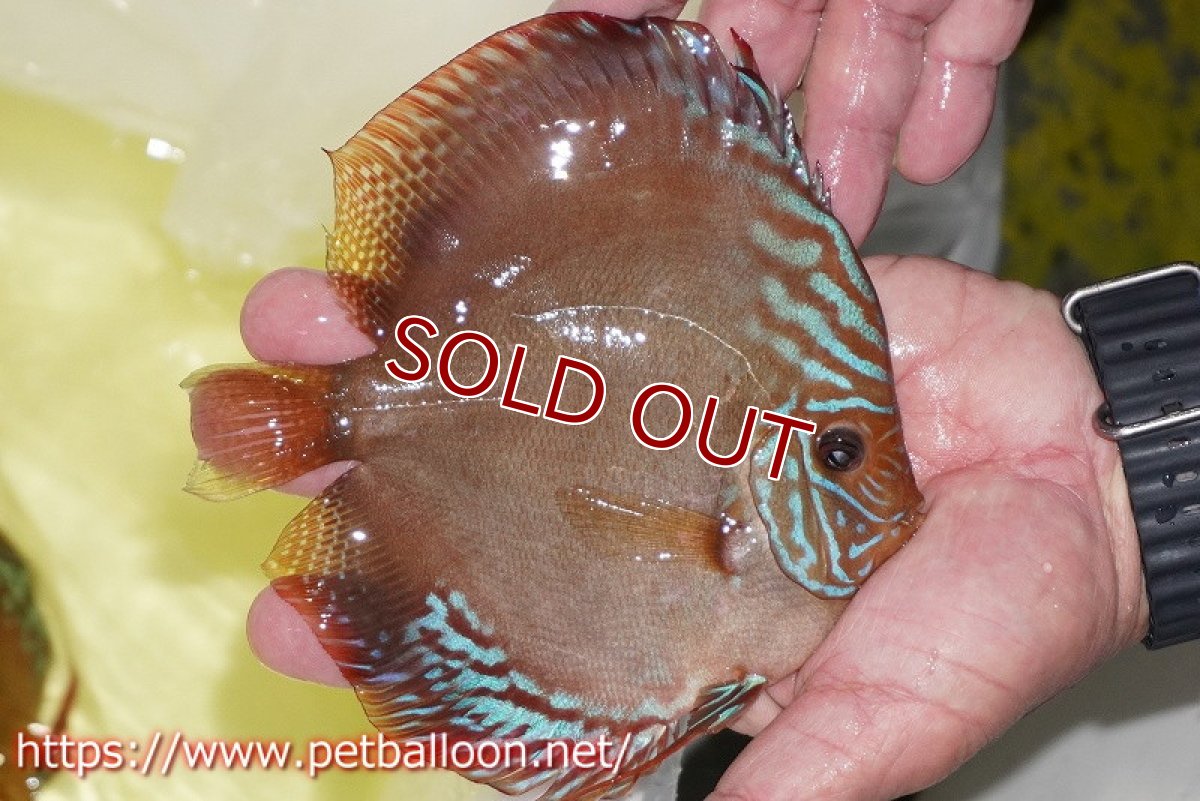 画像3: 【ディスカス】【通販】ラーゴパラコニブラッドレッドF2【個体販売】15-16cm（生体）マレーシア　NAディスカスファーム (3)