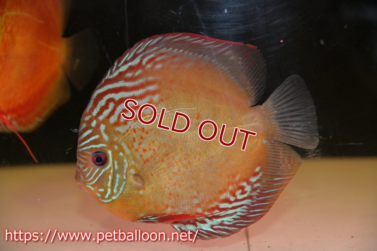 画像2: 【ディスカス】【通販】ラーゴパラコニブラッドレッドF2【個体販売】15-16cm（生体）マレーシア　NAディスカスファーム (2)