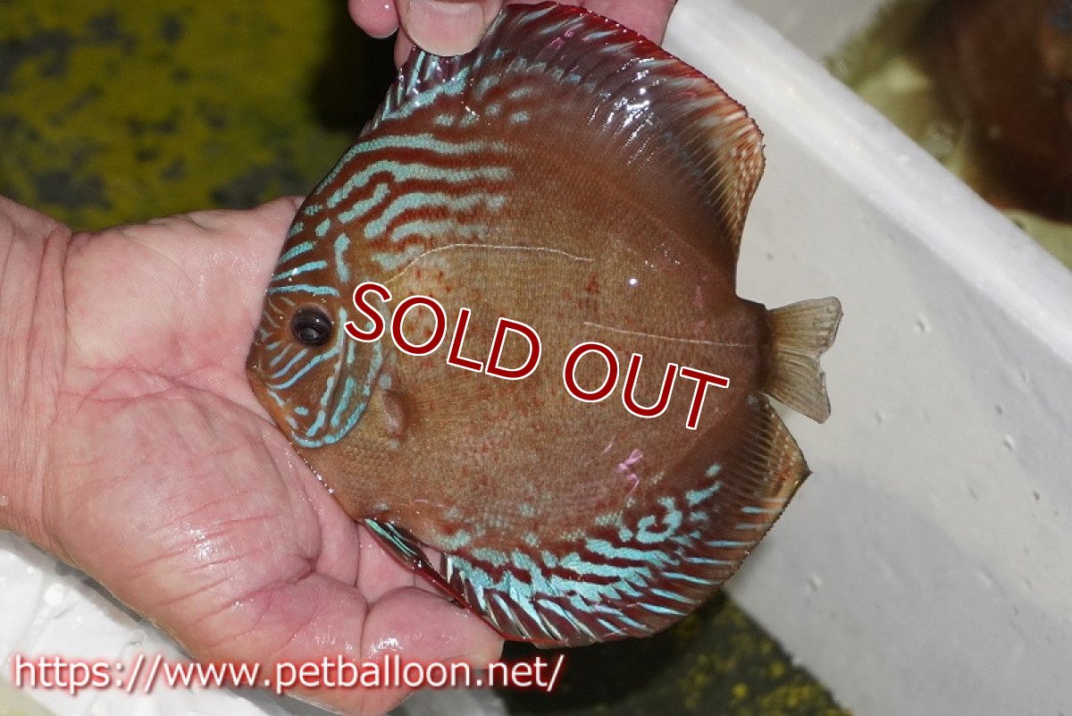 画像3: 【ディスカス】【通販】ラーゴパラコニブラッドレッドF2【個体販売】15-16cm（生体）マレーシア　NAディスカスファーム (3)