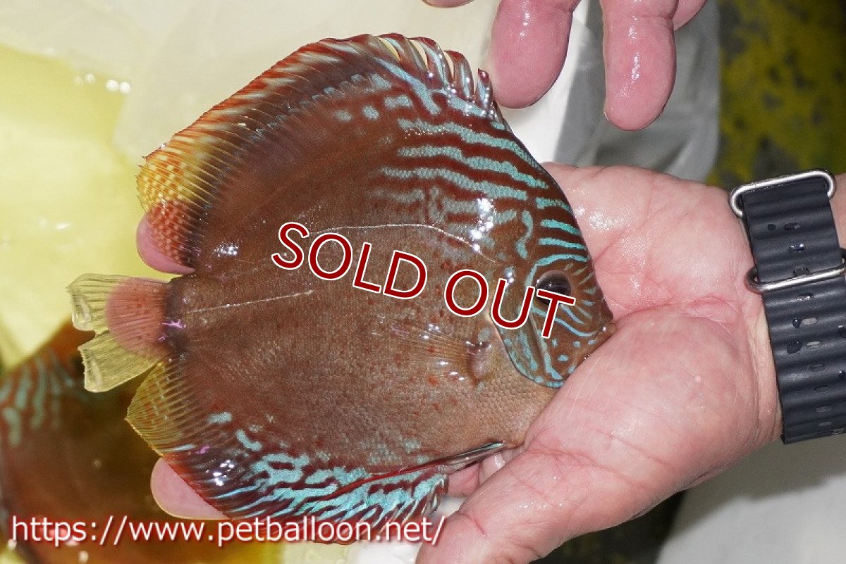 画像4: 【ディスカス】【通販】ラーゴパラコニブラッドレッドF2【個体販売】15-16cm（生体）マレーシア　NAディスカスファーム (4)