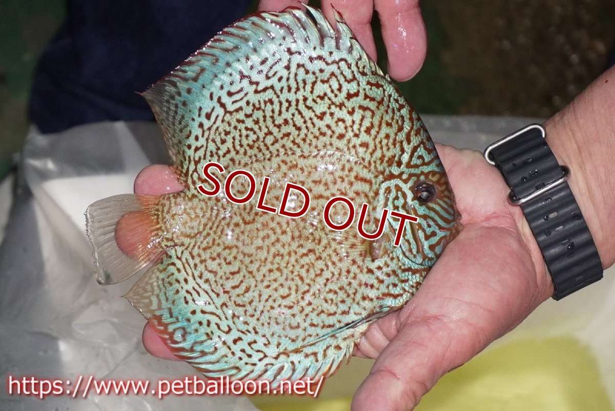 画像2: 【ディスカス】【通販】ロイヤルレッドパールサクラ　ハイフォーム【個体販売】16-17cm（生体）マレーシア　KLディスカスファーム (2)