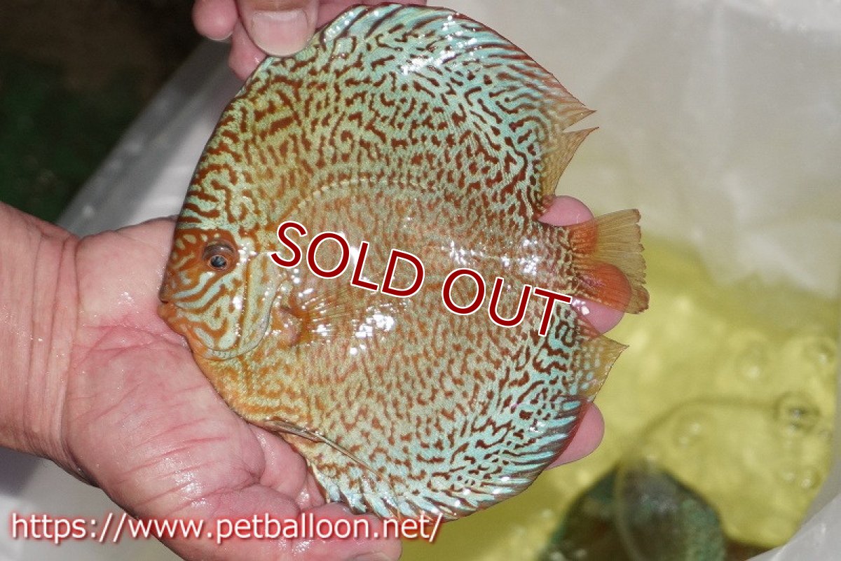 画像2: 【ディスカス】【通販】ロイヤルレッドパールサクラ　ハイフォーム【個体販売】16-17cm（生体）マレーシア　KLディスカスファーム (2)