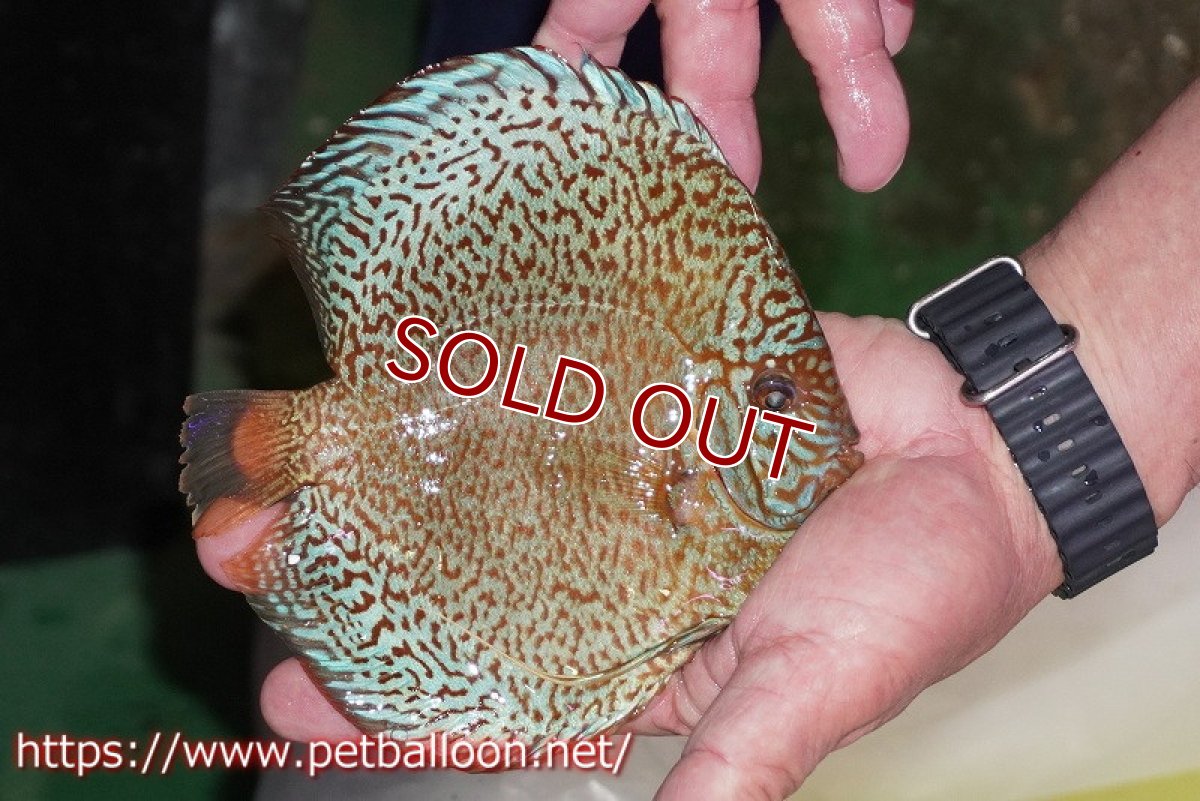 画像3: 【ディスカス】【通販】ロイヤルレッドパールサクラ　ハイフォーム【個体販売】16-17cm（生体）マレーシア　KLディスカスファーム (3)