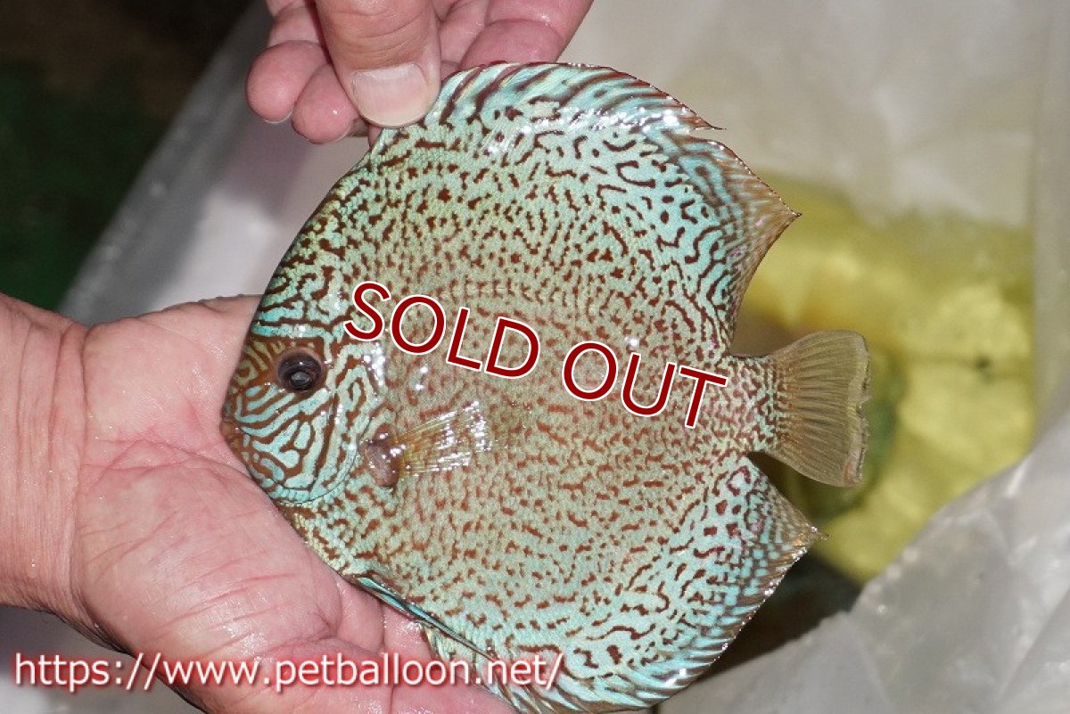 画像2: 【ディスカス】【通販】ロイヤルレッドパールサクラ　ハイフォーム【個体販売】16-17cm（生体）マレーシア　KLディスカスファーム (2)