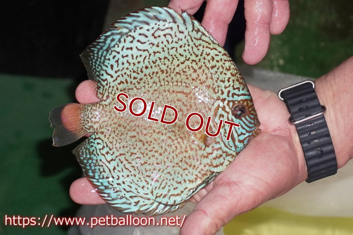 画像3: 【ディスカス】【通販】ロイヤルレッドパールサクラ　ハイフォーム【個体販売】16-17cm（生体）マレーシア　KLディスカスファーム (3)