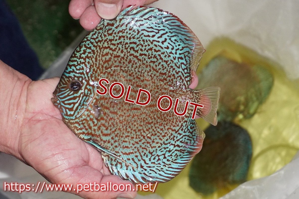 画像3: 【ディスカス】【通販】ロイヤルレッドパールサクラ　ハイフォーム【個体販売】16-17cm（生体）マレーシア　KLディスカスファーム (3)