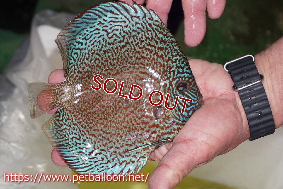 画像4: 【ディスカス】【通販】ロイヤルレッドパールサクラ　ハイフォーム【個体販売】16-17cm（生体）マレーシア　KLディスカスファーム (4)