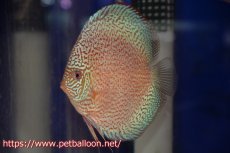 画像1: 【今月の特価個体】【ディスカス】【通販】ロイヤルレッドパールサクラ　ハイフォーム【個体販売】16-17cm（生体）マレーシア　KLディスカスファーム (1)