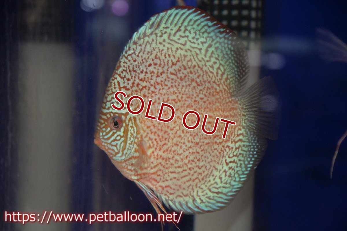 画像2: 【ディスカス】【通販】ロイヤルレッドパールサクラ　ハイフォーム【個体販売】16-17cm（生体）マレーシア　KLディスカスファーム (2)