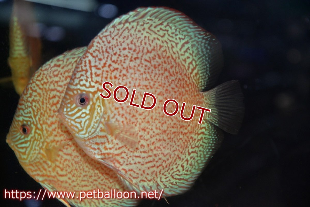 画像3: 【ディスカス】【通販】ロイヤルレッドパールサクラ　ハイフォーム【個体販売】16-17cm（生体）マレーシア　KLディスカスファーム (3)