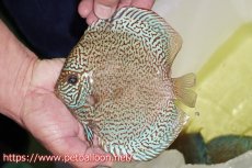 画像4: 【今月の特価個体】【ディスカス】【通販】ロイヤルレッドパールサクラ　ハイフォーム【個体販売】16-17cm（生体）マレーシア　KLディスカスファーム (4)