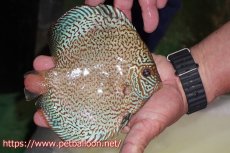 画像5: 【今月の特価個体】【ディスカス】【通販】ロイヤルレッドパールサクラ　ハイフォーム【個体販売】16-17cm（生体）マレーシア　KLディスカスファーム (5)