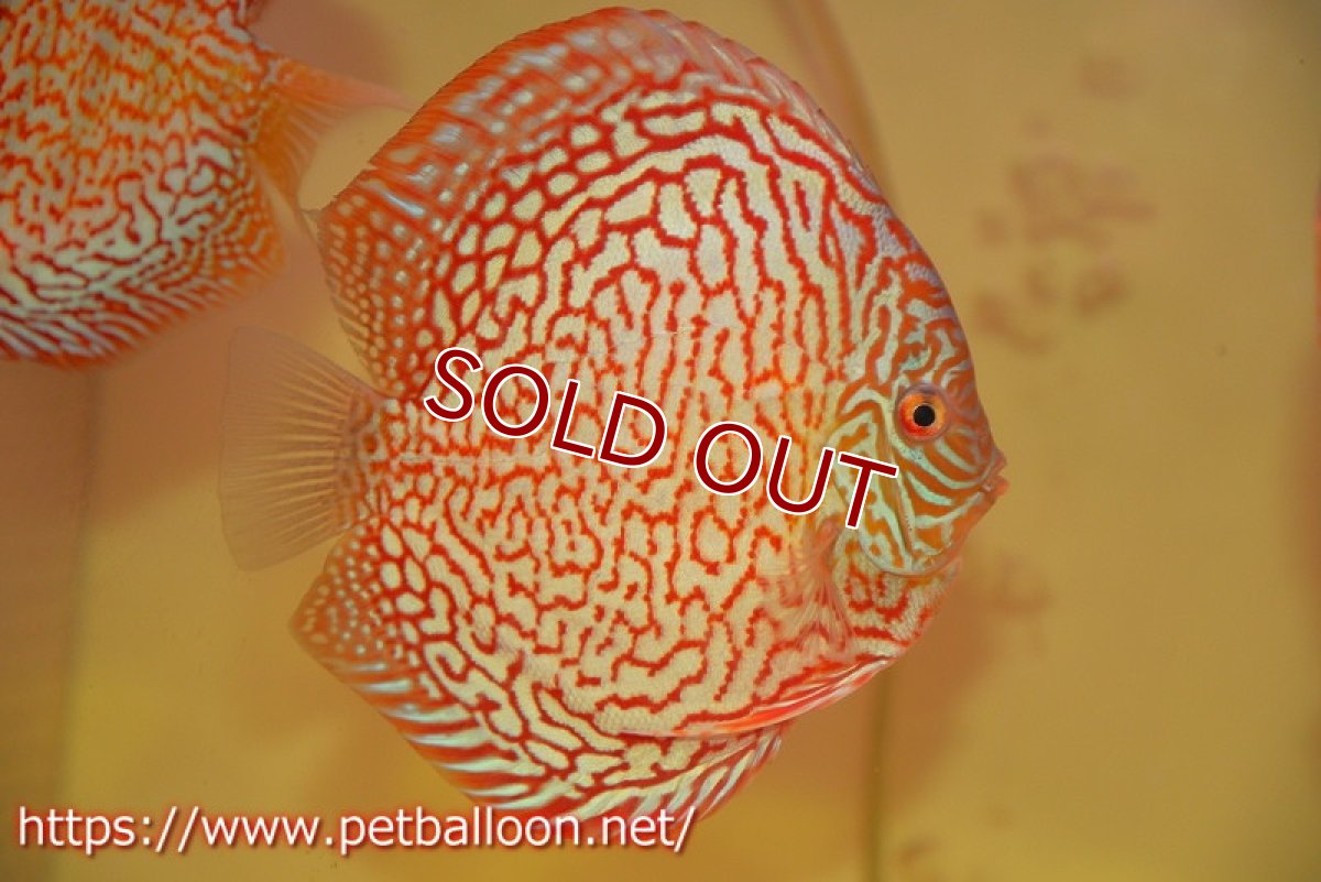 画像2: 【ディスカス】【通販】メイズレッドターコイズ　ハイフォーム【個体販売】15-16cm（生体）マレーシア　NAディスカスファーム (2)