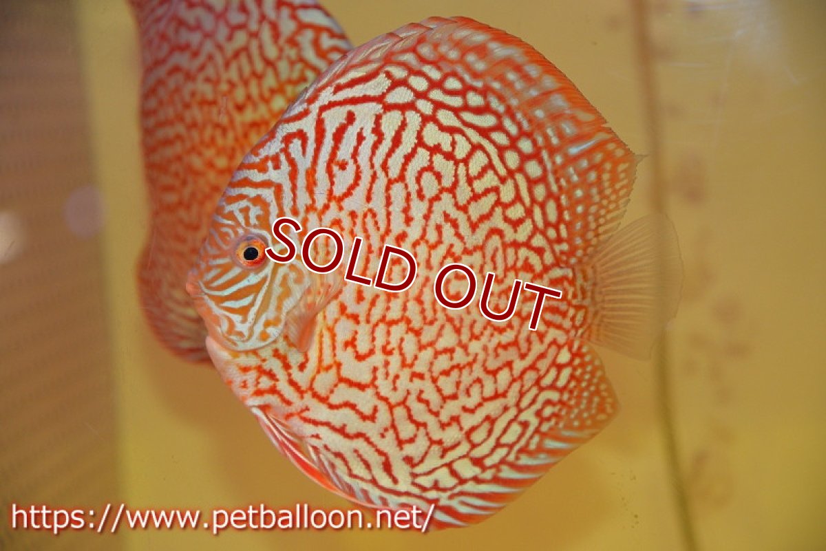 画像3: 【ディスカス】【通販】メイズレッドターコイズ　ハイフォーム【個体販売】15-16cm（生体）マレーシア　NAディスカスファーム (3)