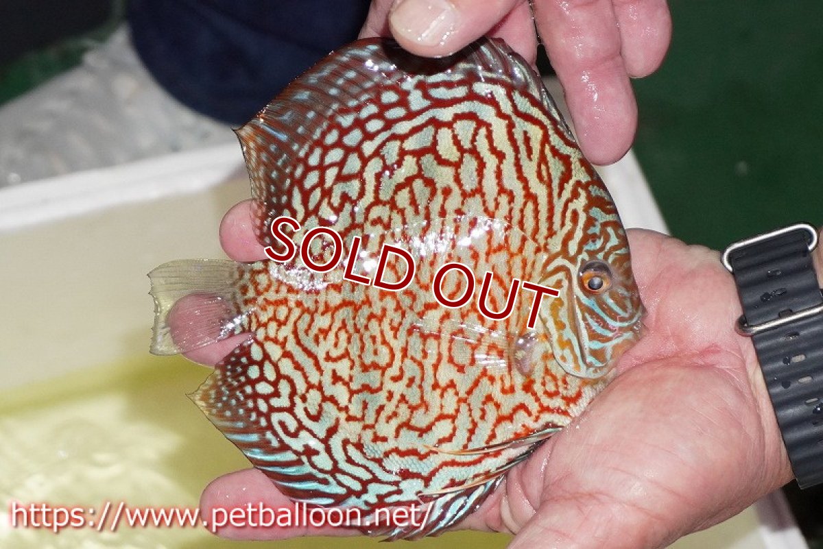 画像5: 【ディスカス】【通販】メイズレッドターコイズ　ハイフォーム【個体販売】15-16cm（生体）マレーシア　NAディスカスファーム (5)