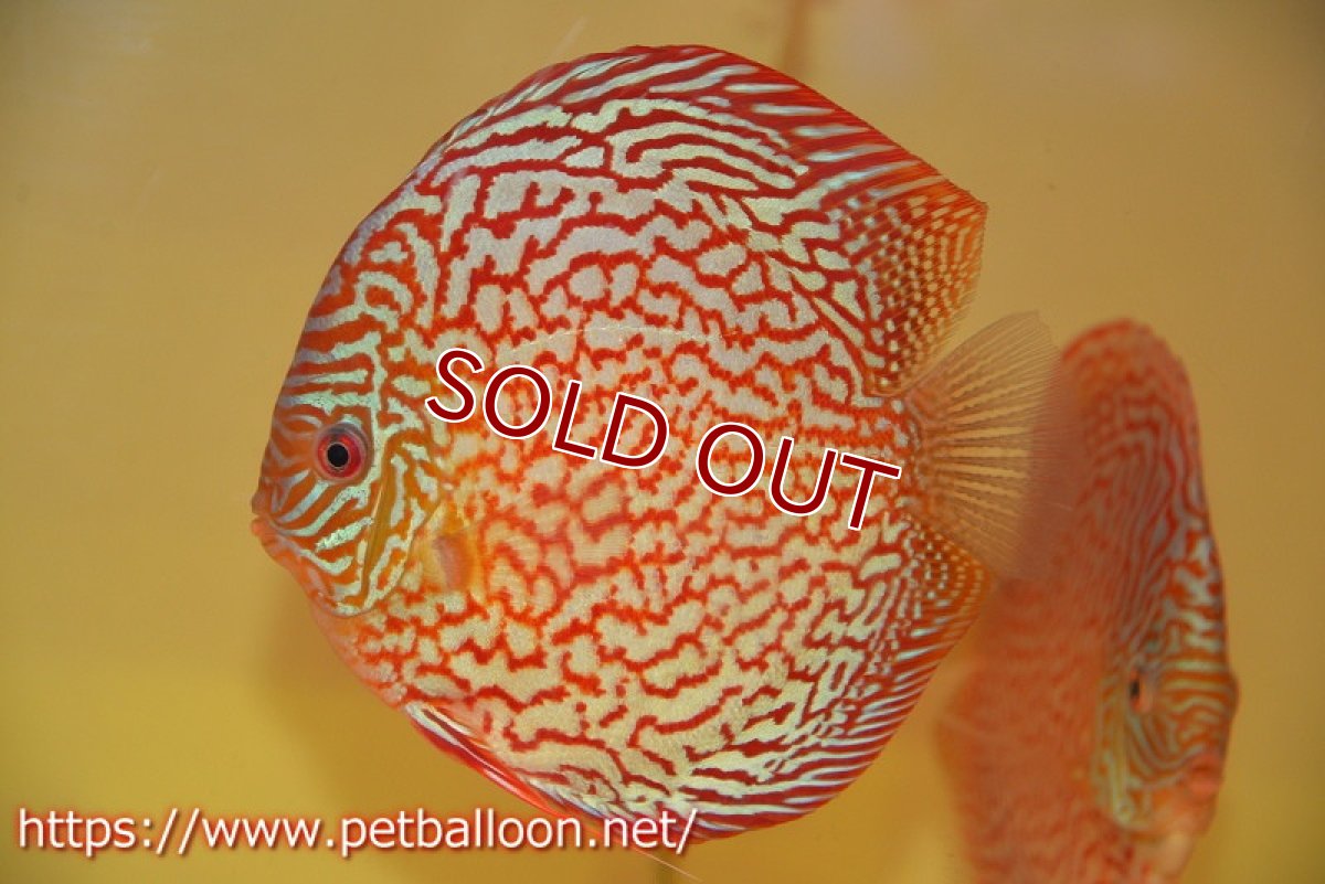 画像2: 【ディスカス】【通販】メイズレッドターコイズ　ハイフォーム【個体販売】15-16cm（生体）マレーシア　NAディスカスファーム (2)