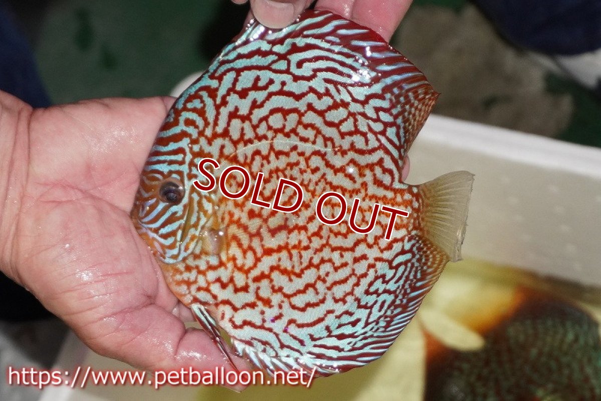 画像3: 【ディスカス】【通販】メイズレッドターコイズ　ハイフォーム【個体販売】15-16cm（生体）マレーシア　NAディスカスファーム (3)