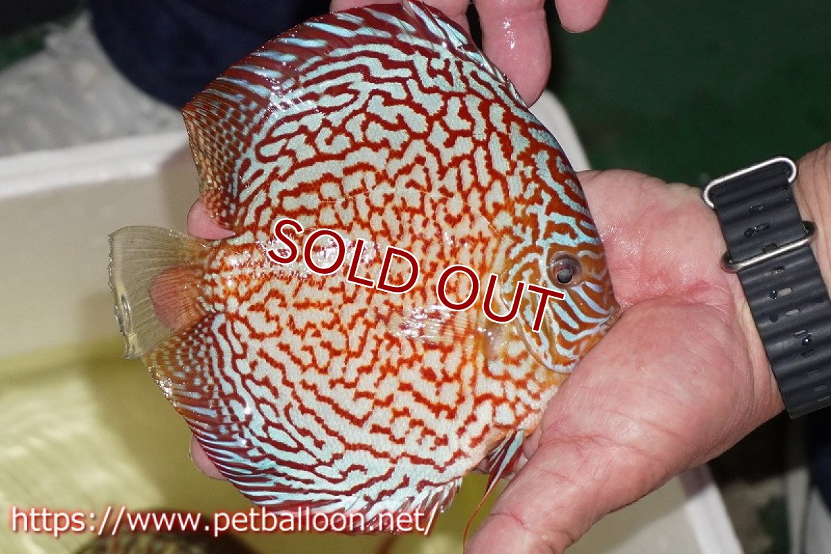 画像4: 【ディスカス】【通販】メイズレッドターコイズ　ハイフォーム【個体販売】15-16cm（生体）マレーシア　NAディスカスファーム (4)