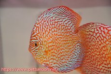 画像1: 【ディスカス】【通販】メイズレッドターコイズ　ハイフォーム【個体販売】15-16cm（生体）マレーシア　NAディスカスファーム (1)
