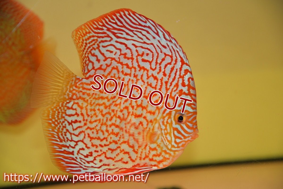 画像3: 【ディスカス】【通販】メイズレッドターコイズ　ハイフォーム【個体販売】15-16cm（生体）マレーシア　NAディスカスファーム (3)