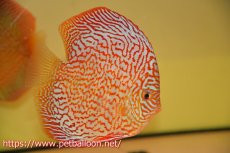 画像3: 【ディスカス】【通販】メイズレッドターコイズ　ハイフォーム【個体販売】15-16cm（生体）マレーシア　NAディスカスファーム (3)