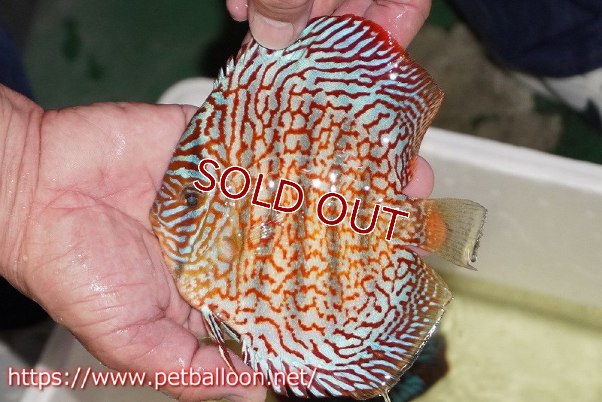 画像4: 【ディスカス】【通販】メイズレッドターコイズ　ハイフォーム【個体販売】15-16cm（生体）マレーシア　NAディスカスファーム (4)