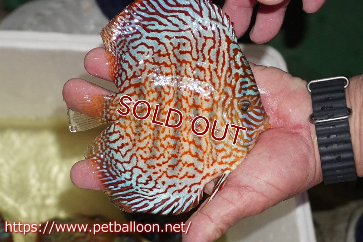 画像5: 【ディスカス】【通販】メイズレッドターコイズ　ハイフォーム【個体販売】15-16cm（生体）マレーシア　NAディスカスファーム (5)