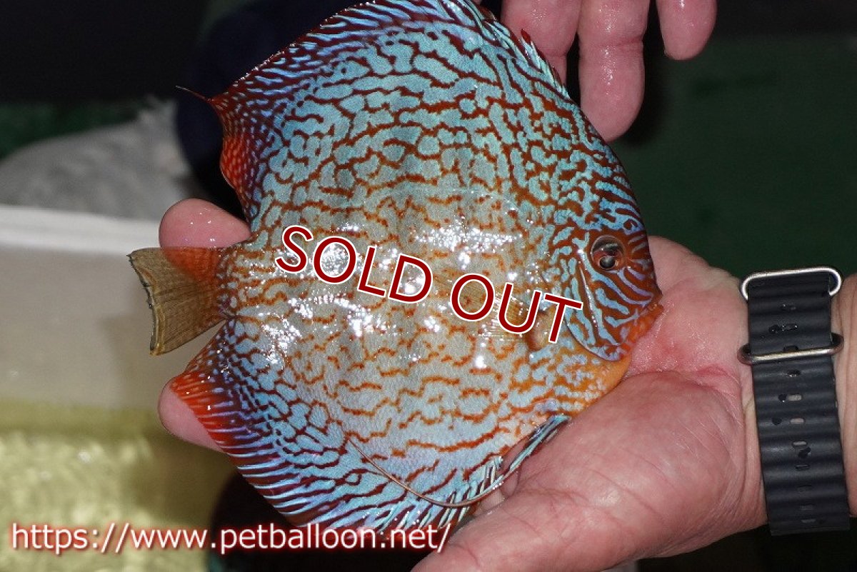 画像2: 【ディスカス】【通販】メイズレッドターコイズ　ハイフォーム【個体販売】15-16cm（生体）マレーシア　NAディスカスファーム (2)