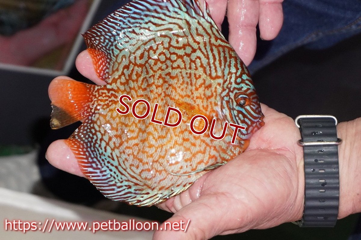 画像2: 【ディスカス】【通販】メイズレッドターコイズ　ハイフォーム【個体販売】15-16cm（生体）マレーシア　NAディスカスファーム (2)