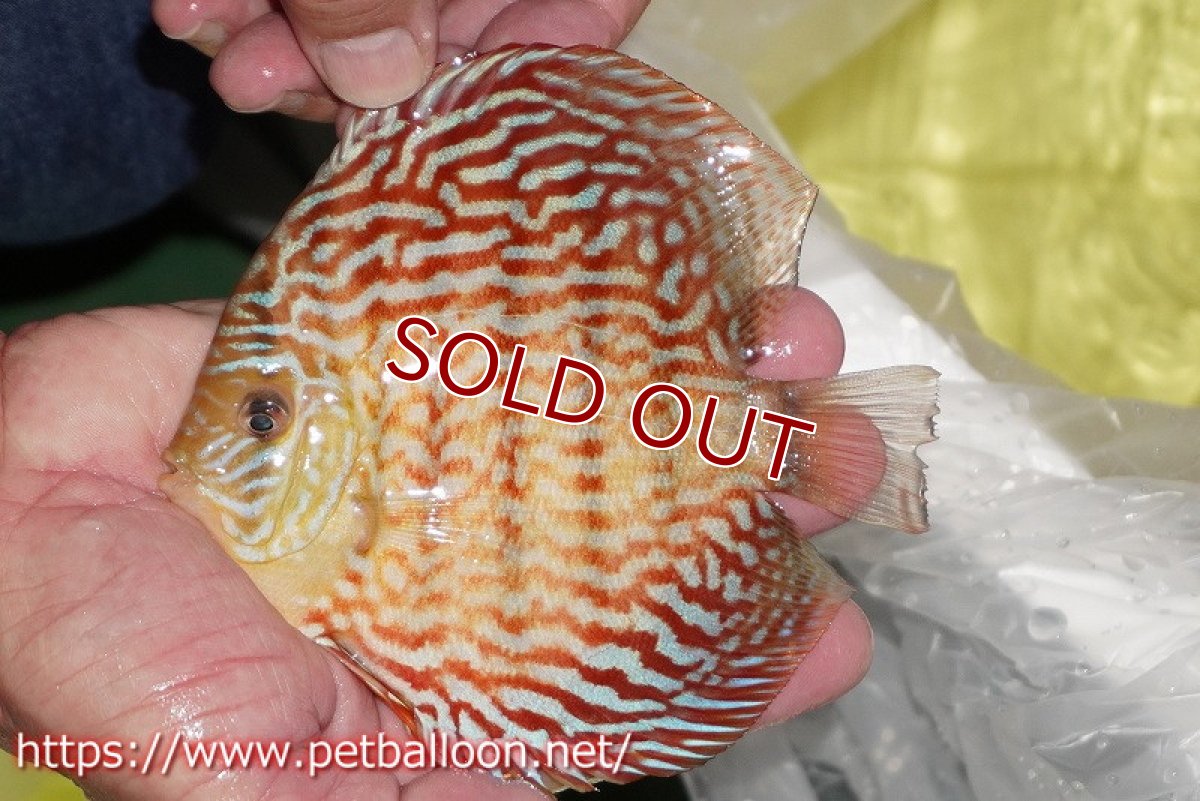 画像2: 【ディスカス】【通販】アルタムレッドフローラ　ハイフォーム【個体販売】13-14cm（生体）マレーシア　NAディスカスファーム (2)